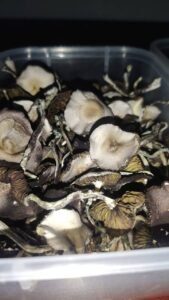 Buy Ecuadorian Mushroom | Premium Psilocybe Cubensis from the Andes