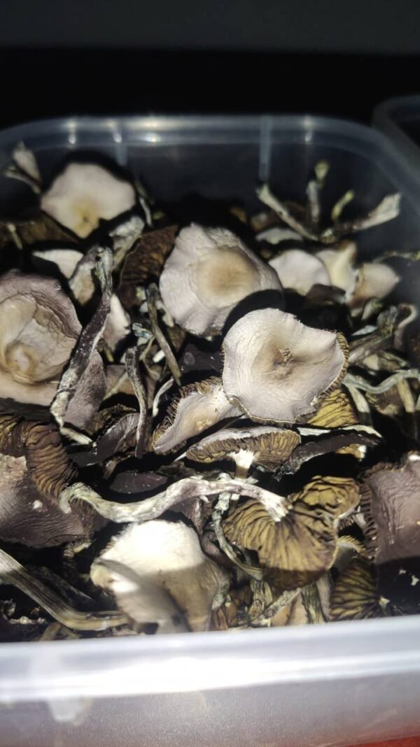 Buy Ecuadorian Mushroom | Premium Psilocybe Cubensis from the Andes