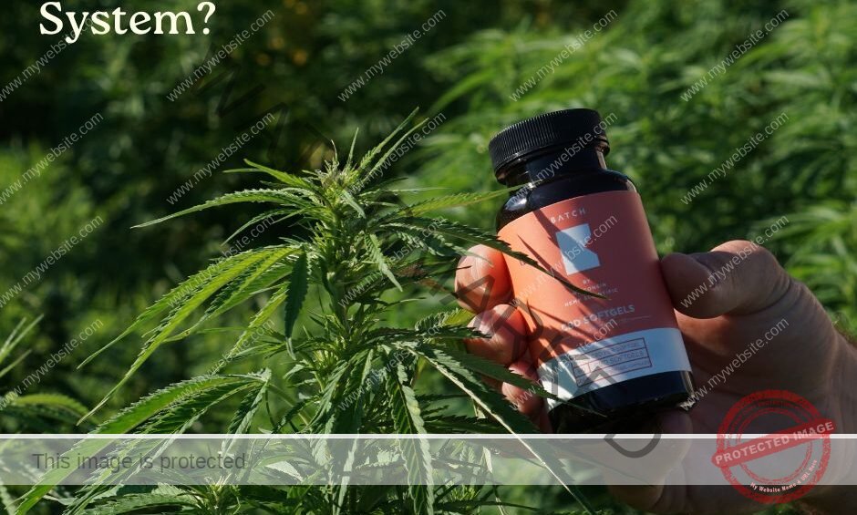 How Long Does CBD Stay in Your System: Urine, Blood & Hair