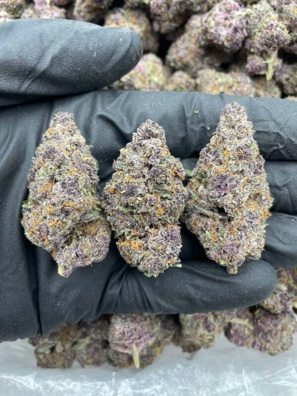 Buy Purple Punch Strain | Sweet Indica Hybrid with Sedating Effects