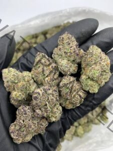 Buy Jet Fuel Gelato Strain | Premium Hybrid with Diesel & Floral Notes