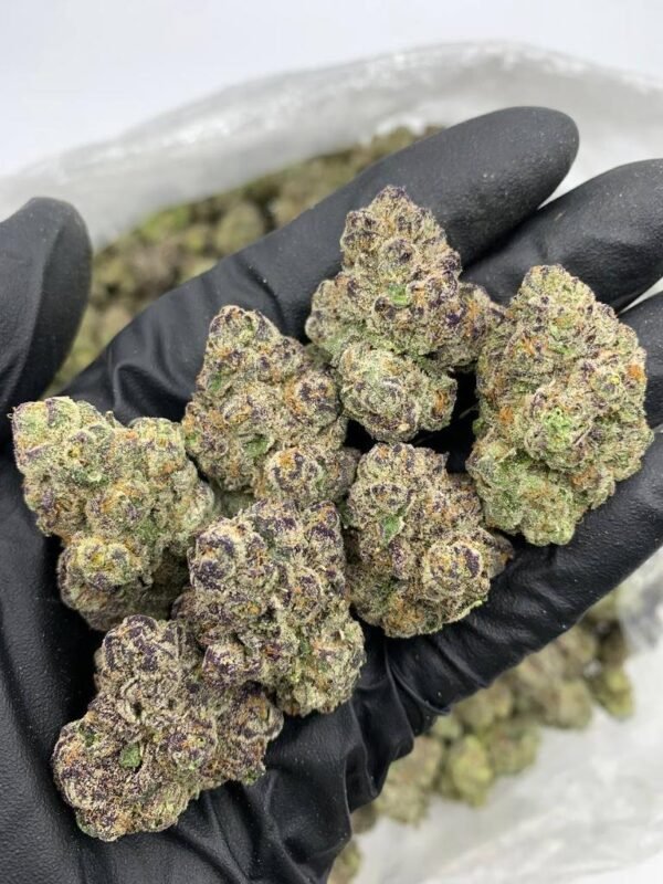 Buy Jet Fuel Gelato Strain | Premium Hybrid with Diesel & Floral Notes