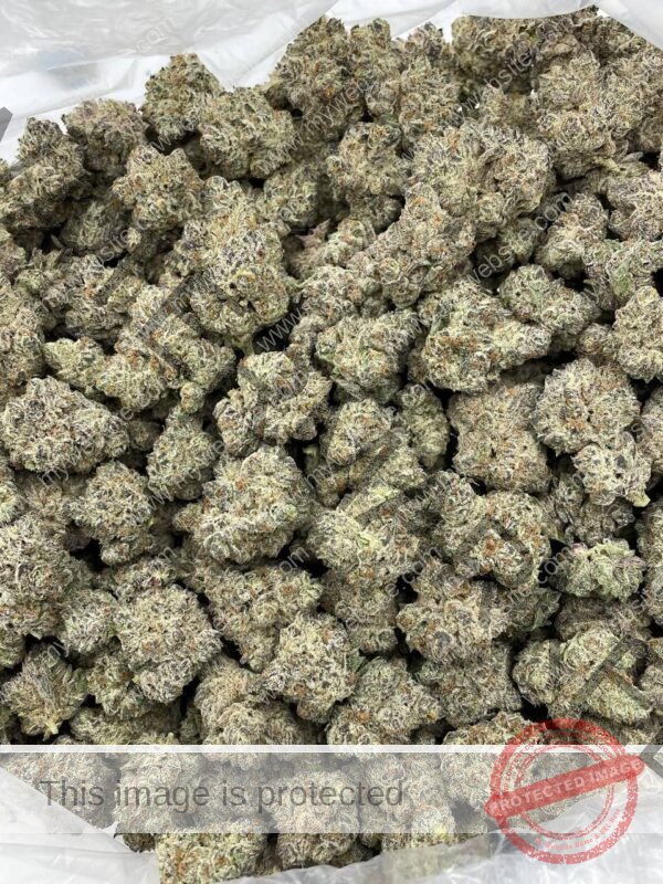 Buy Snow Montana Strain: Rare Hybrid with Frosty Potency