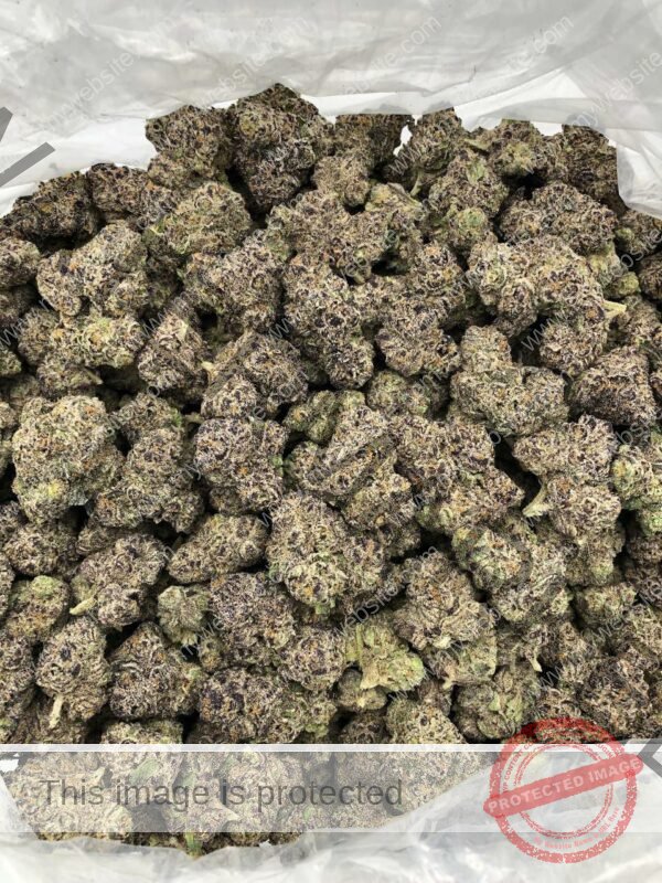 Buy Studio 54 Strain: Premium Quality Cannabis Delivered
