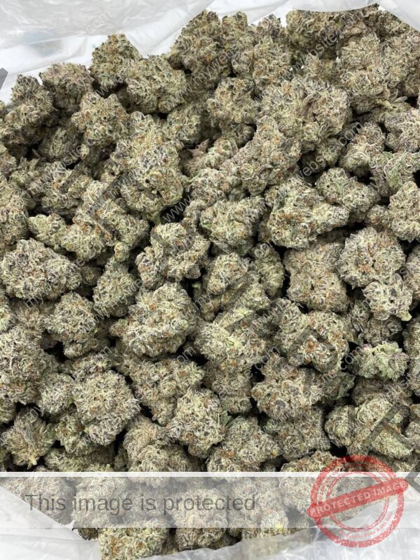 Buy Terdz Strain: Exotic Hybrid Cannabis With Potent Effects