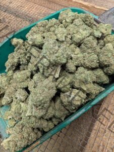 Buy Uncle Snoop Strain: Premium Hybrid With Uplifting Effect
