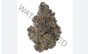 Top-Shelf Cherry Gushers Strain: Order Now For Fast Delivery