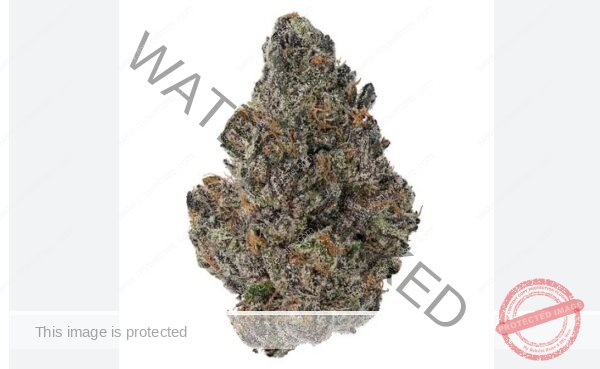 Top-Shelf Cherry Gushers Strain: Order Now For Fast Delivery