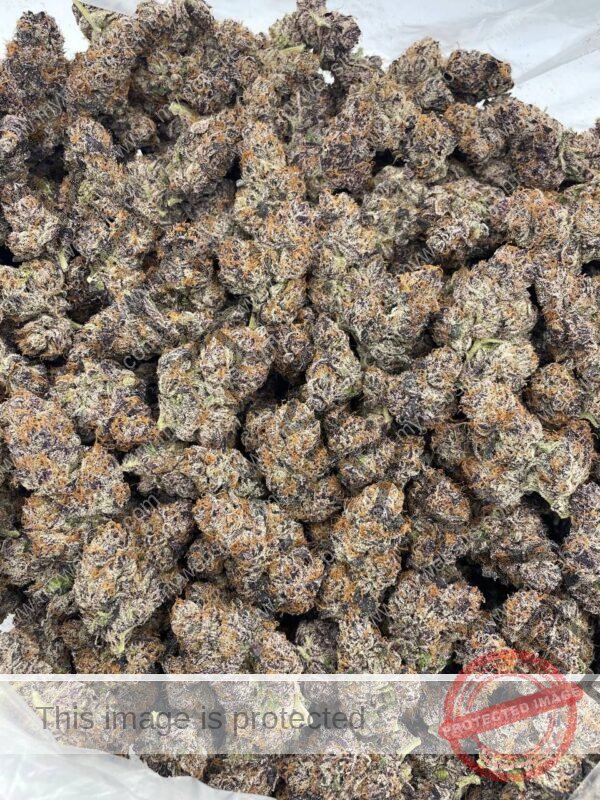 Buy Grape Fanta Strain: Explore Flavors & Balanced Effects​