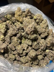 Buy Golden Gas Strain: High Potent Sativa-Dominant Hybrid