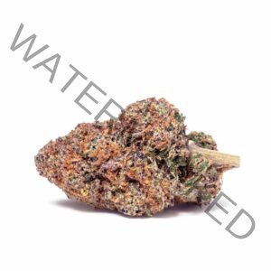 Buy High Fructose Corn Syrup Strain: Quality Hybrid Cannabis