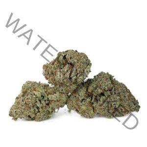Buy White Zlushie Strain: Premium Quality & Fast Shipping