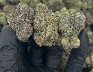 Lemon cherry gushers strain