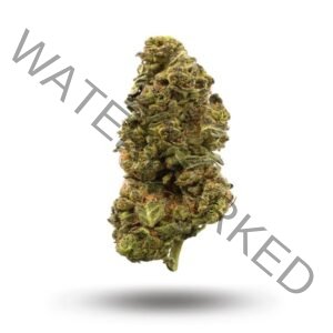 Zlurpee Strain: Experience Top Quality and Unique Flavors